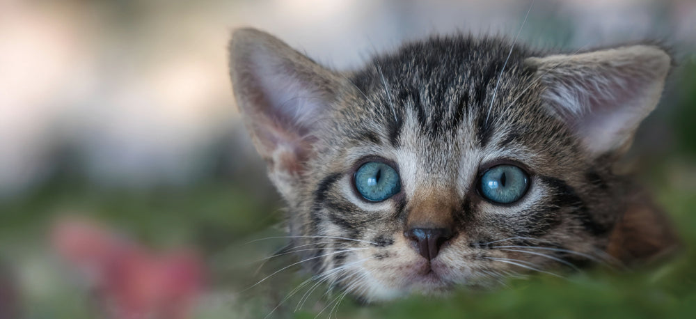 企業療癒系禮贈品怎麼選?貓咪主題大宗採購與20款推薦