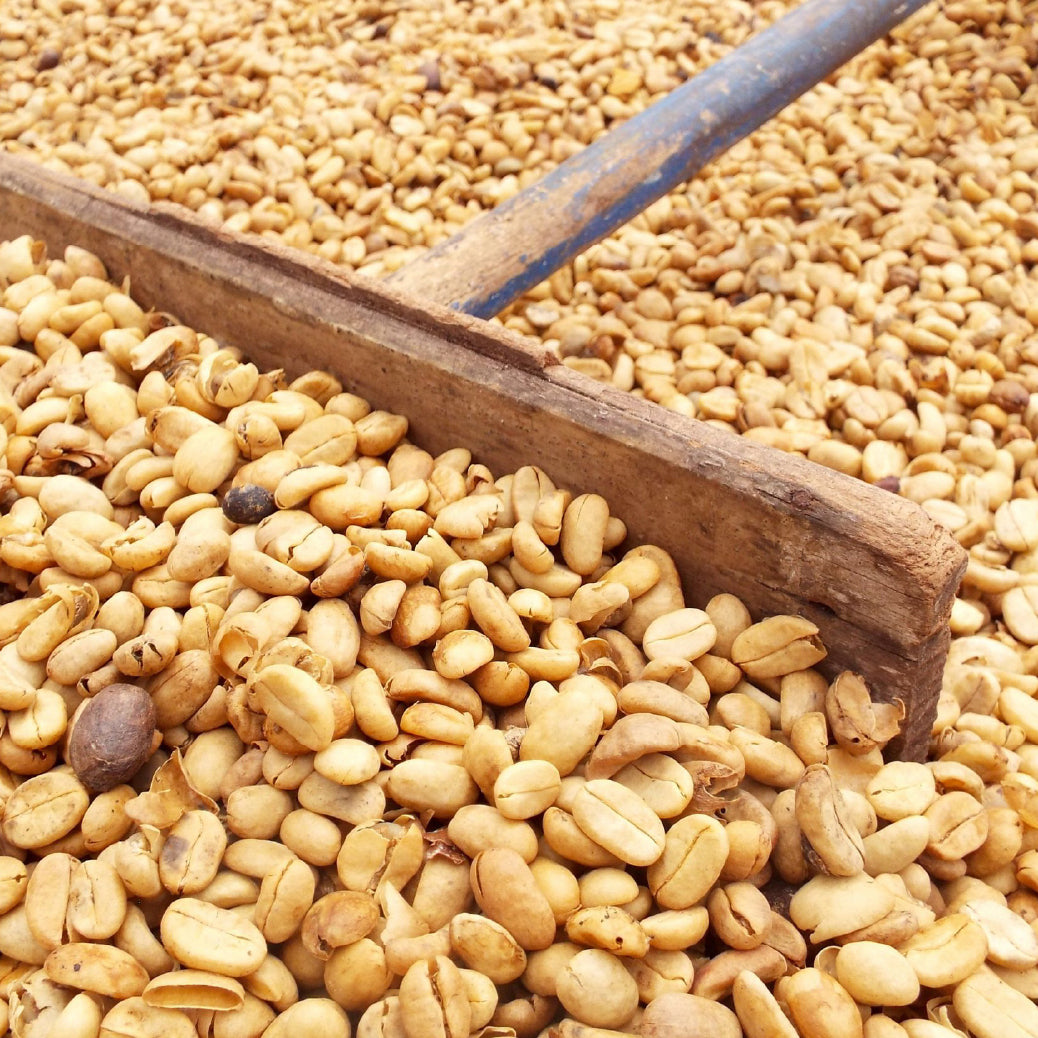 🌿 印尼 迦佑曼特寧 18目 【濕剝】【三次手選】 (5公斤生豆 約可製成 4公斤熟豆）