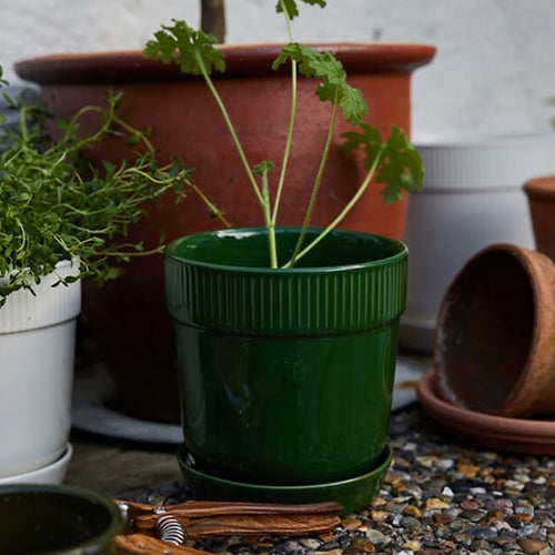 瑞典 sagaform Elise 花盆-三色 小型