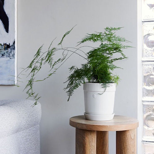 瑞典 sagaform Elise 花盆-三色 小型