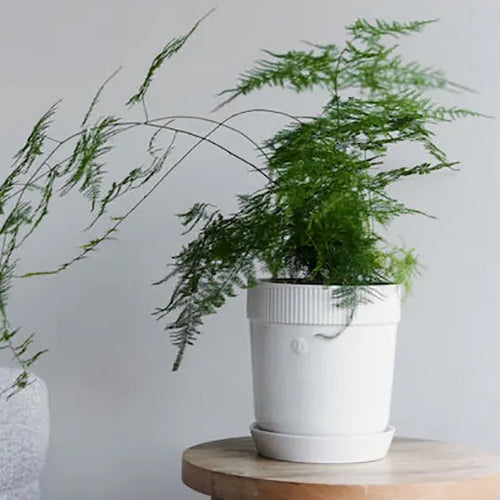 瑞典 sagaform Elise 花盆-三色 中型