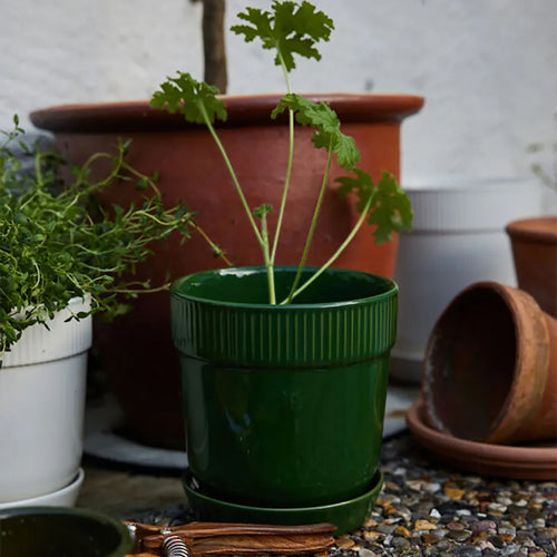 瑞典 sagaform Elise 花盆-三色 中型