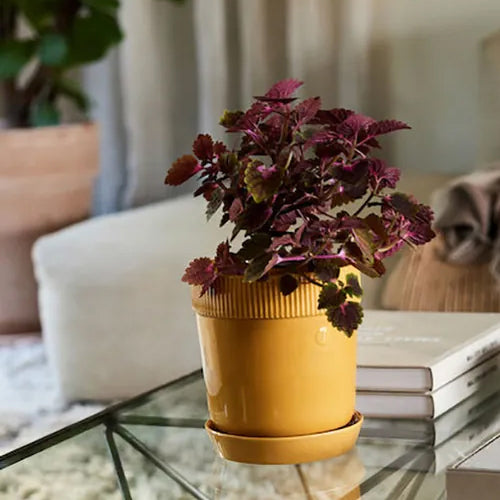 瑞典 sagaform Elise 花盆-三色 中型