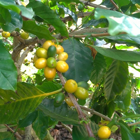 🍯 哥斯大黎加 布蘭卡 里瓦斯人處理廠 奇里波美景莊園 黑蜜 (5公斤生豆 約可製成 4公斤熟豆）