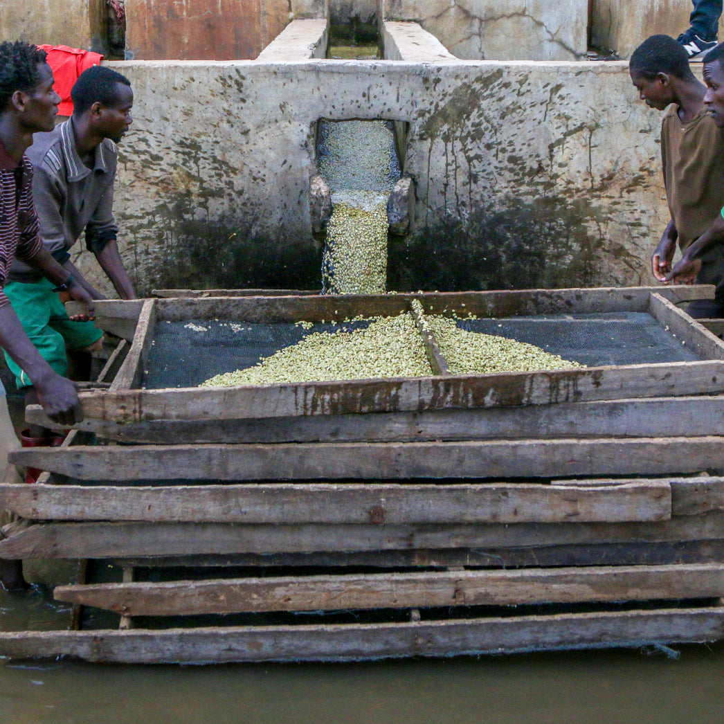 🌿 印尼 迦佑曼特寧 18目 【濕剝】【三次手選】 (5公斤生豆 約可製成 4公斤熟豆）