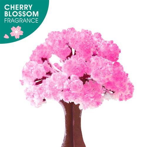 賽先生科學工廠 魔法櫻花 10cm（自）