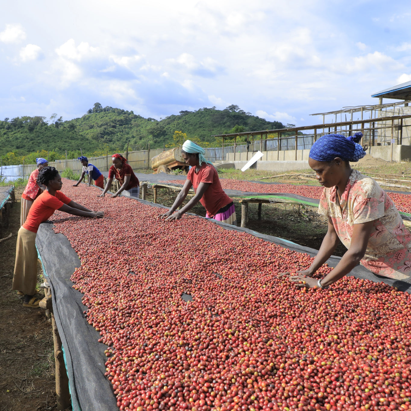 🍒 肯亞 涅里 嘉緹娜 AA TOP 水洗  (5公斤生豆 約可製成 4公斤熟豆）