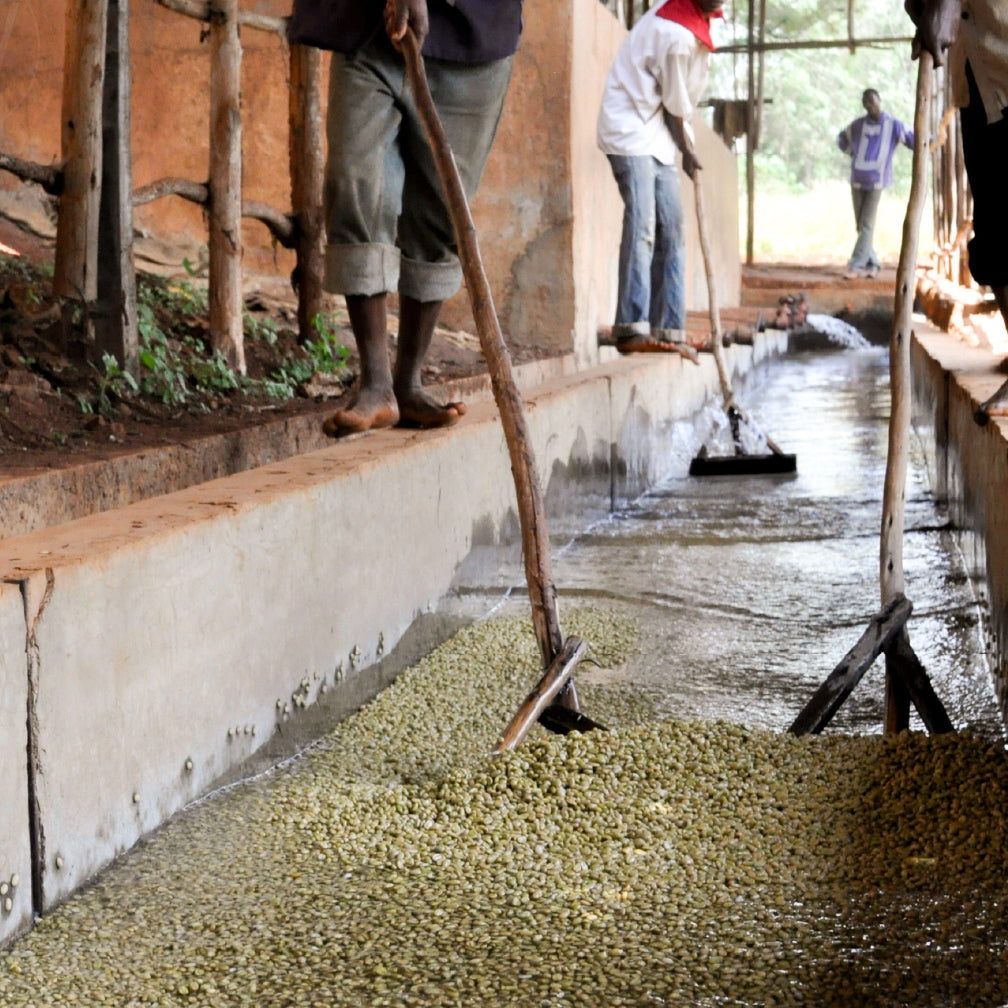 🍒 肯亞 涅里 嘉緹娜 AA TOP 水洗  (5公斤生豆 約可製成 4公斤熟豆）