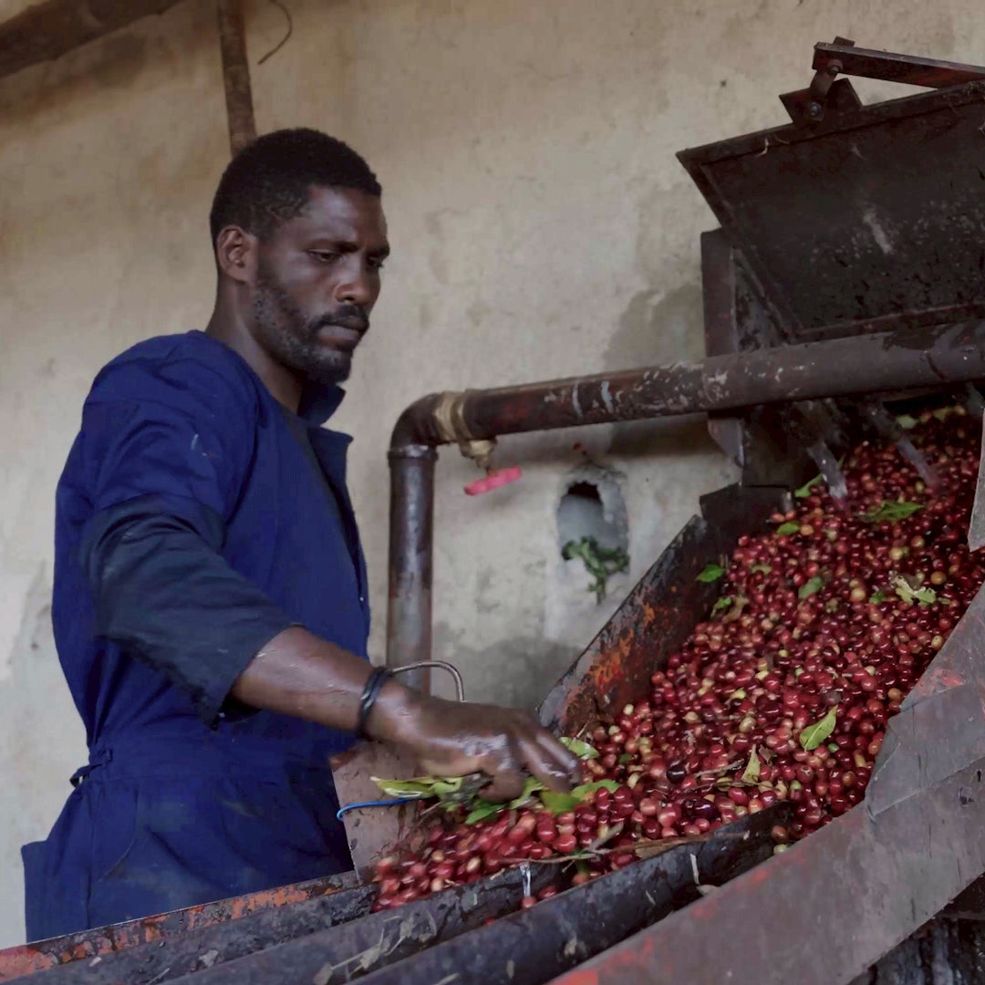 🌸 水洗 巴拿馬 波奎特 百合花 (5公斤生豆 約可製成 4公斤熟豆）