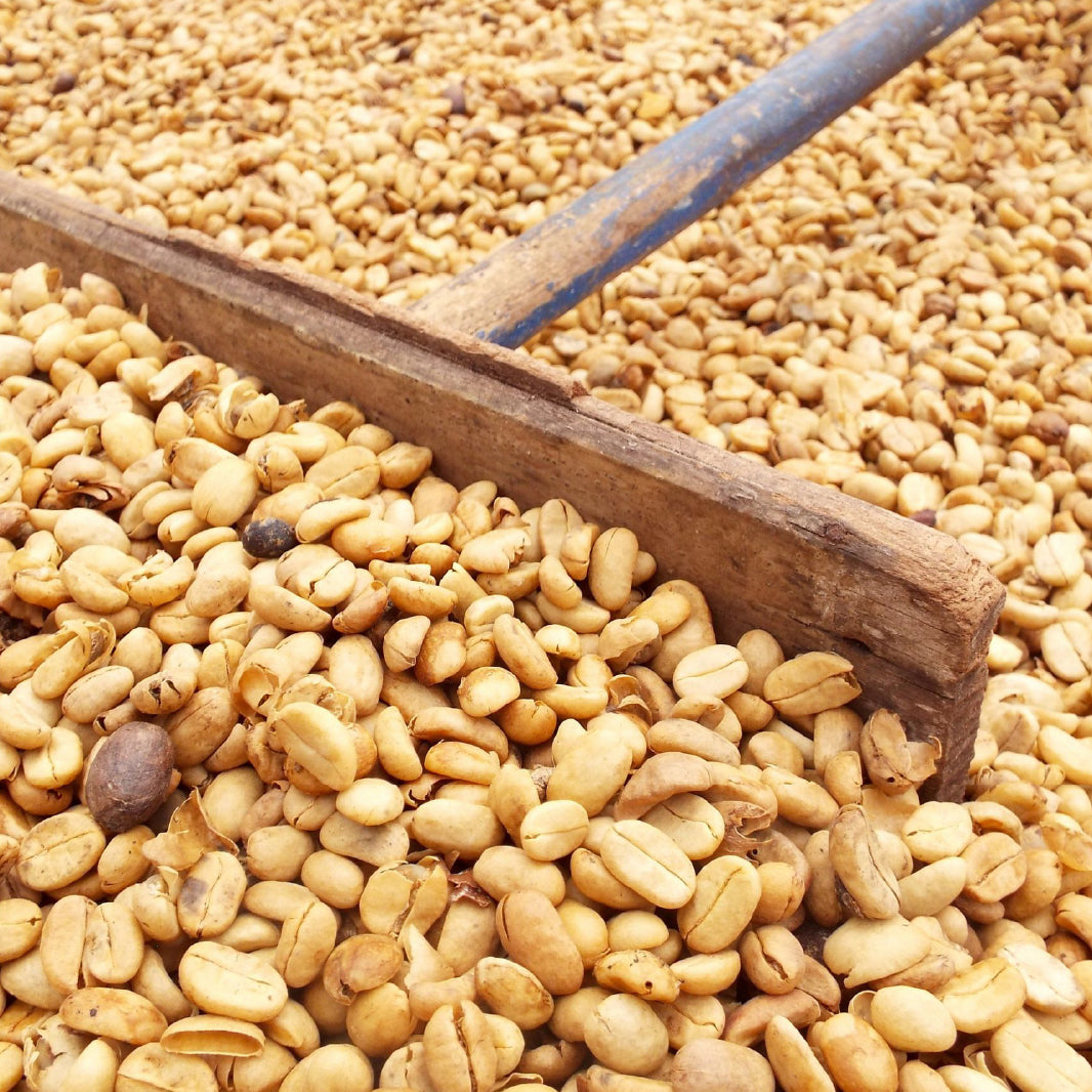 🌸 水洗 巴拿馬 波奎特 百合花 (5公斤生豆 約可製成 4公斤熟豆）