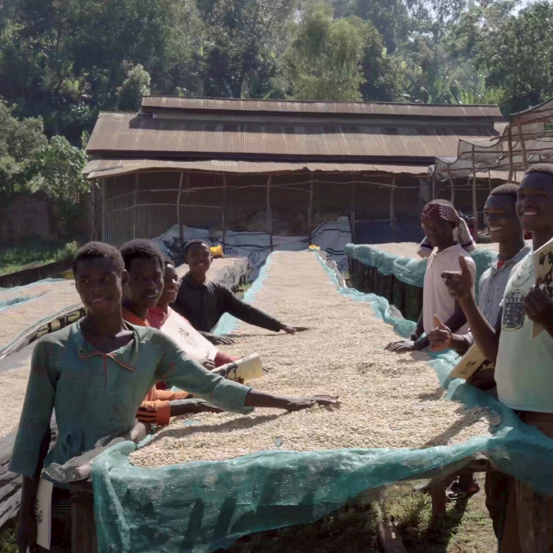 🐵 水洗露西藝伎  衣索比亞  班奇馬吉  水洗  頂級 G1 藝伎 (5公斤生豆 約可製成 4公斤熟豆）