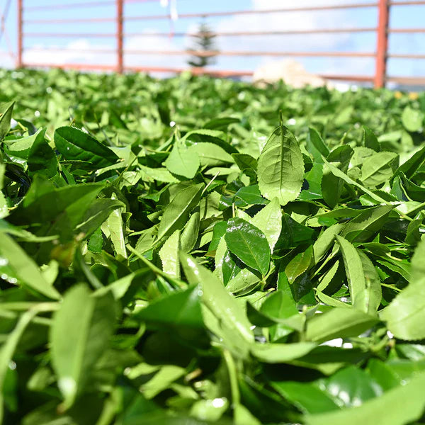 方菩提 阿里山樟樹湖高山烏龍春茶 半斤/一斤 附提袋
